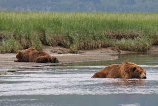Illustration for article titled Please Enjoy This Gallery Of Amazing Bear Photos